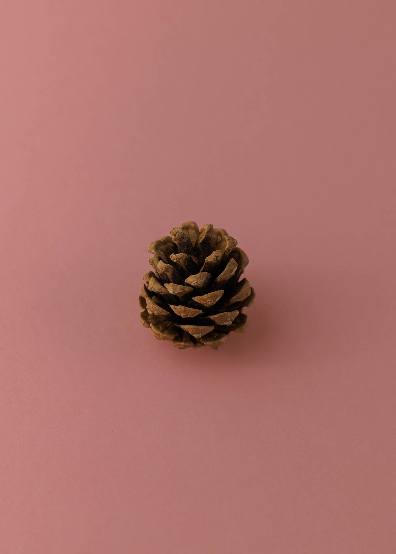 Pomme de pin